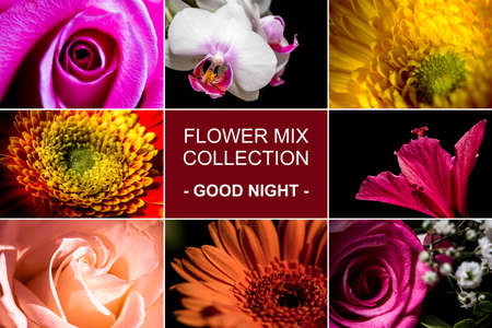 Mix collection of 8 flower photos