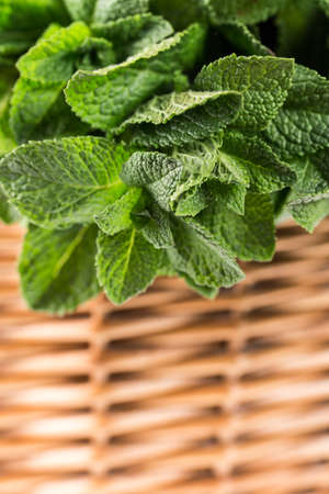 Green leafs of mint with drops of waterの写真素材