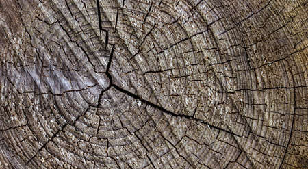 Old wood texture of tree stump