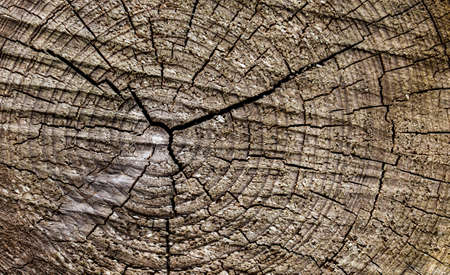 Old wood texture of tree stump