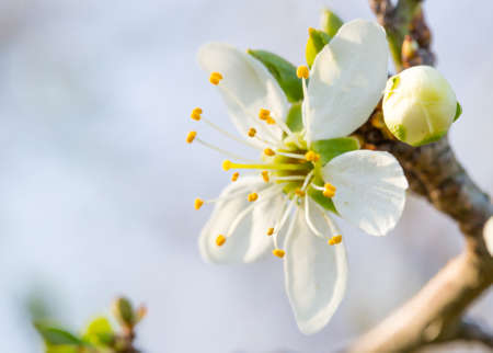 White flowers of cherry treeの写真素材