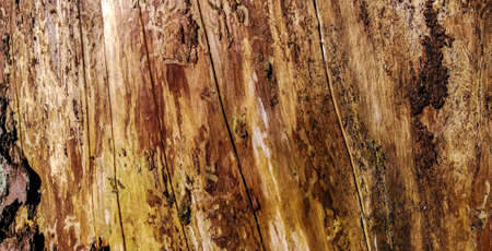 Wood texture of tree stump background