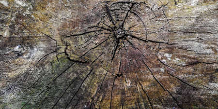 Old wood texture of tree stump