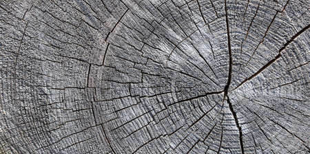 Wood texture of cut tree trunk - wooden surface backgroundの写真素材