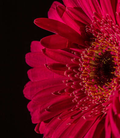 Red gerbera flower on black backgroundの写真素材