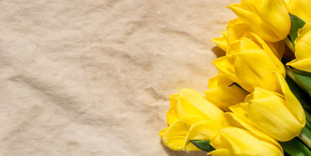 Yellow tulips on an old paper backgroundの写真素材