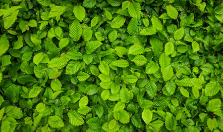 Texture of green leaves background