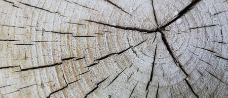 Wood texture of cut tree trunkの写真素材