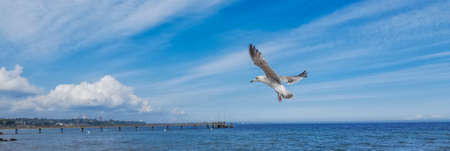 Seagull flying in the blue skyの写真素材