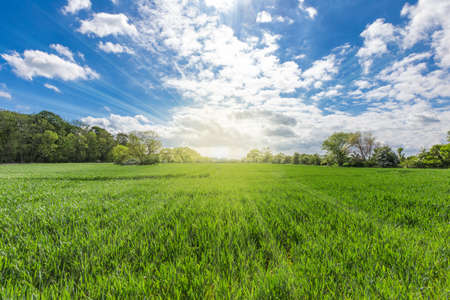 Landscape of green field and blue sky