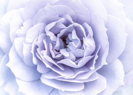 Close up of a white flower in the garden