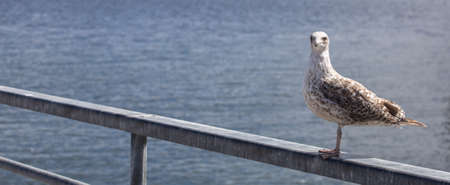 seagull on the pier. sea water on background of birdの写真素材