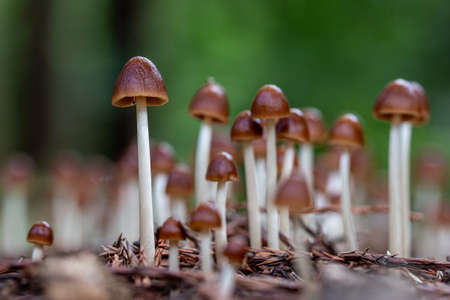 macro of mushrooms in the forest