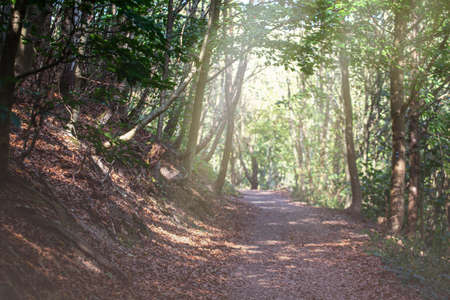 path in the summer forest