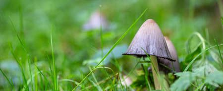 close up of mushrooms in the autumn forestの写真素材