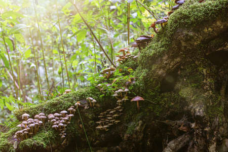 close up of mushrooms in the autumn forest