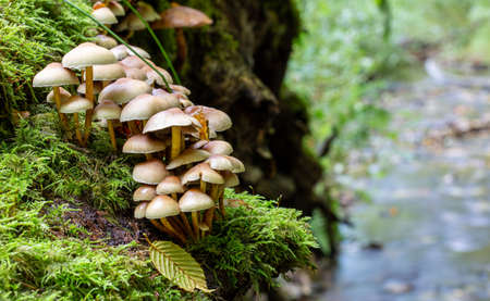 close up of mushrooms in the autumn forestの写真素材