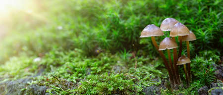 close up of mushrooms in the autumn forest