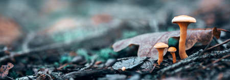 close up of mushroom in the autumn forestの写真素材
