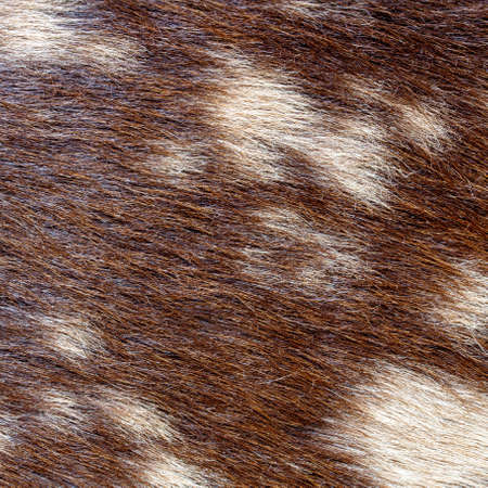 close up of brown fur texture