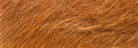 close up of brown fur texture