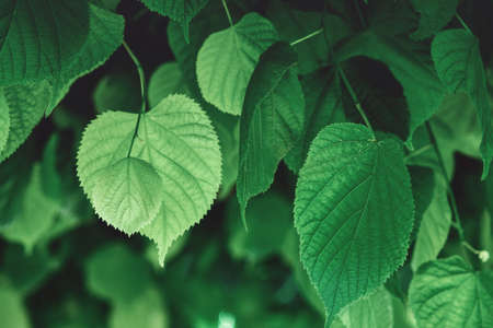 green leaves of a treeの写真素材