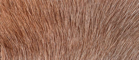 texture of natural wild brown fur background