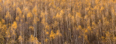 landscape of autumn forest - colors of natureの写真素材
