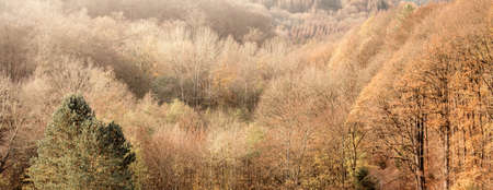landscape of autumn forest - colors of nature