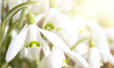 close up of snowdrop flowers - spring time flowersの写真素材
