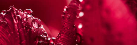 close up of pink flower host water dropsの写真素材