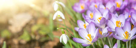 close up of crocus flowers under sunlight - spring time flowers