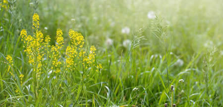 field with green grass and flowers in the sunの写真素材