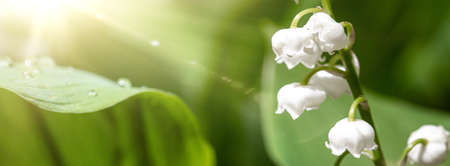 May bells flowers in spring forestの写真素材