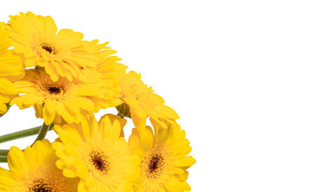 yellow gerbera flowers isolated on white backgroundの写真素材