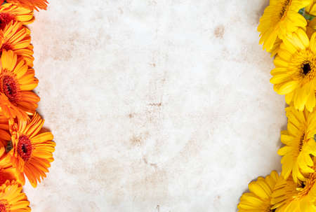 yellow gerbera flowers on old paper backgroundの写真素材