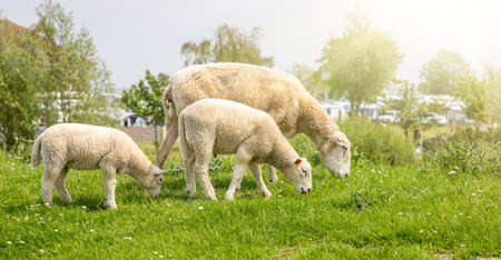 sheep and lambs on green field under the sunlight