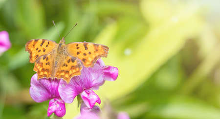 butterfly on pink flower with sun light