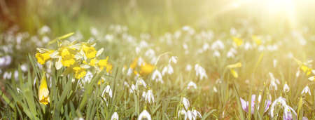 close up of snowdrop flowers under sunlight - spring time flowersの写真素材