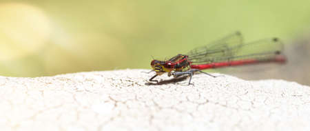 close up of dragonfly on stone surfaceの写真素材