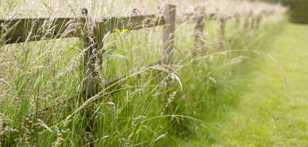 fence in the grass in sunlightの写真素材