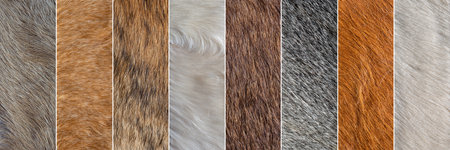 collection of different colored fur texture backgrounds