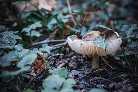 close up of mushroom in the autumn forest