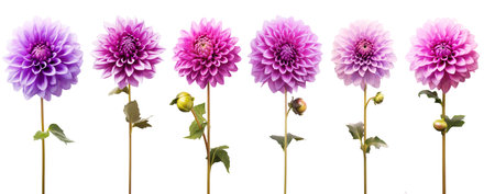 isolated illustrations of pink dahlia flowers. Created with Generative AIの素材