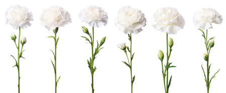 isolated illustrations of white carnation flower. Created with Generative AIの素材