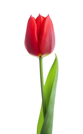 illustration of isolated red colored ltulip flower. Created with Generative AIの素材