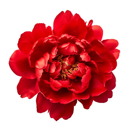 isolated illustration of red peony flower. Created with Generative AIの素材