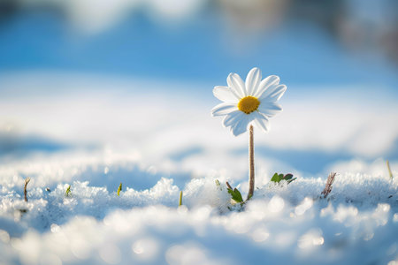 Chamomile flower in the snow. Beautiful spring background.の素材