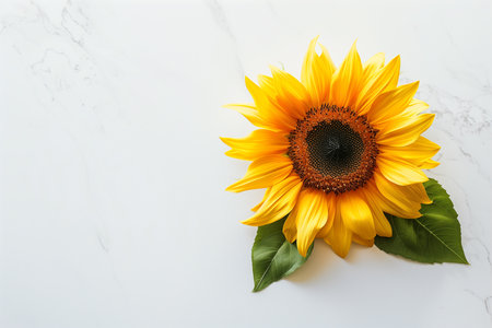 Sunflower on white marble background. Flat lay, top view.の素材