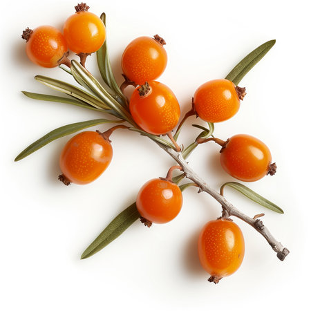 Sea buckthorn berries with leaves isolated on white background. Top viewの素材